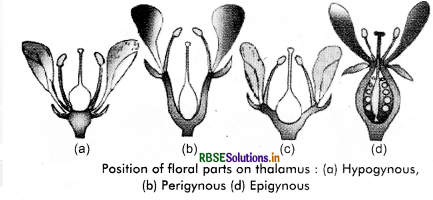 RBSE Solutions for Class 11 Biology Chapter 5 Morphology of Flowering Plants 8