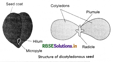 RBSE Solutions for Class 11 Biology Chapter 5 Morphology of Flowering Plants 2