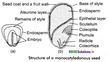 RBSE Solutions for Class 11 Biology Chapter 5 Morphology of Flowering Plants 3