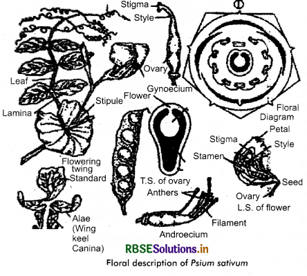 RBSE Solutions for Class 11 Biology Chapter 5 Morphology of Flowering Plants 5