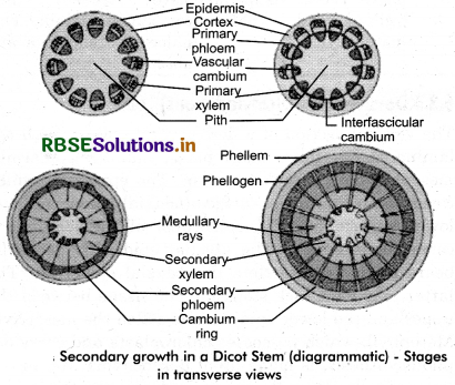 RBSE Solutions for Class 11 Biology Chapter 6 Anatomy of Flowering Plants 1