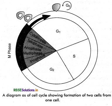 RBSE Solutions for Class 11 Biology Chapter 10 Cell Cycle and Cell Division 1