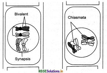 RBSE Solutions for Class 11 Biology Chapter 10 Cell Cycle and Cell Division 2