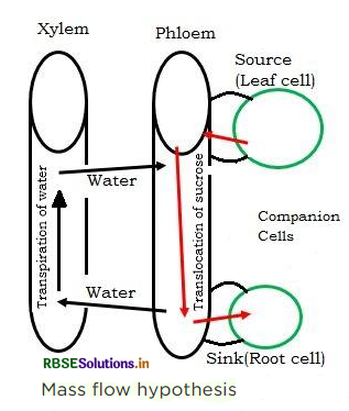RBSE Solutions for Class 11 Biology Chapter 11 Transport in Plants 3
