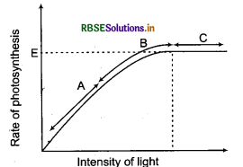 RBSE Solutions for Class 11 Biology Chapter 13 Photosynthesis in Higher Plants 1