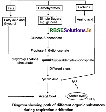 RBSE Solutions for Class 11 Biology Chapter 14 Respiration in Plants 5