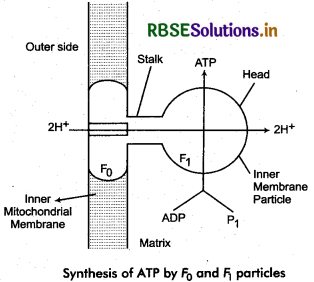 RBSE Solutions for Class 11 Biology Chapter 14 Respiration in Plants 8