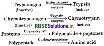 RBSE Solutions for Class 11 Biology Chapter 16 Digestion and Absorption 1