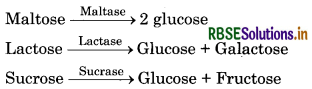 RBSE Solutions for Class 11 Biology Chapter 16 Digestion and Absorption 7