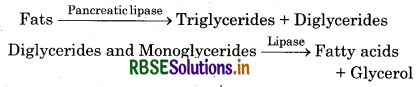 RBSE Solutions for Class 11 Biology Chapter 16 Digestion and Absorption 8