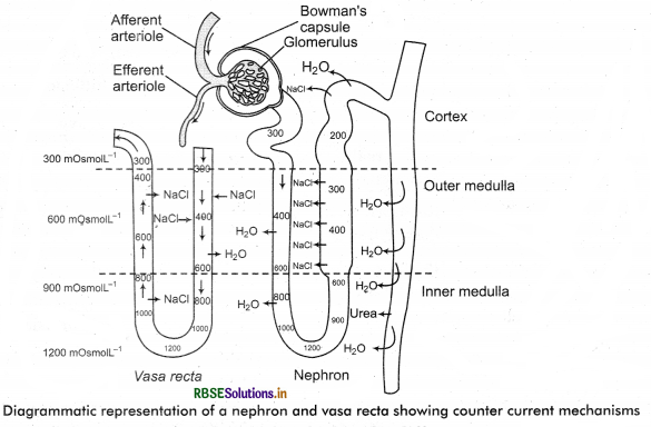 RBSE Solutions for Class 11 Biology Chapter 19 Excretory Products and their Elimination 3