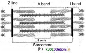 RBSE Solutions for Class 11 Biology Chapter 20 Locomotion and Movement 1