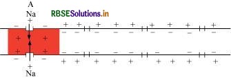 RBSE Solutions for Class 11 Biology Chapter 21 Neural Control and Coordination 1
