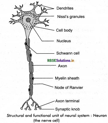RBSE Solutions for Class 11 Biology Chapter 21 Neural Control and Coordination 4