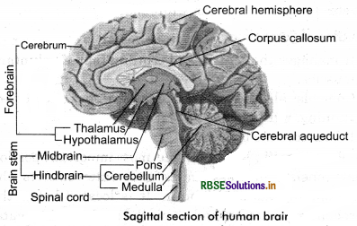 RBSE Solutions for Class 11 Biology Chapter 21 Neural Control and Coordination 5