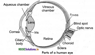 RBSE Solutions for Class 11 Biology Chapter 21 Neural Control and Coordination 6