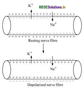 RBSE Solutions for Class 11 Biology Chapter 21 Neural Control and Coordination 8