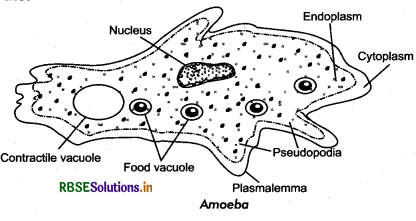 RBSE Class 11 Biology Important Questions Chapter 2 Biological Classification 1