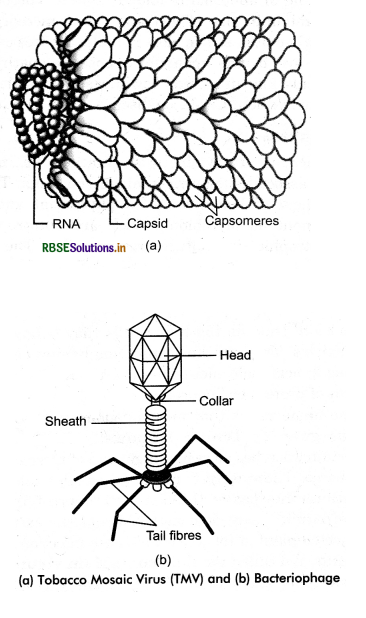 RBSE Class 11 Biology Important Questions Chapter 2 Biological Classification 11