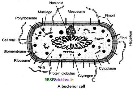RBSE Class 11 Biology Important Questions Chapter 2 Biological Classification 2