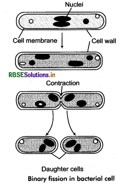 RBSE Class 11 Biology Important Questions Chapter 2 Biological Classification 3