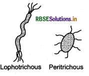 RBSE Class 11 Biology Important Questions Chapter 2 Biological Classification 9