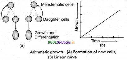 RBSE Solutions for Class 11 Biology Chapter 15 Plant Growth and Development 1