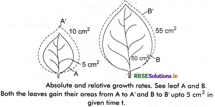 RBSE Solutions for Class 11 Biology Chapter 15 Plant Growth and Development 5