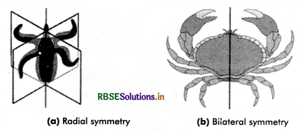 RBSE Class 11 Biology Important Questions Chapter 4 Animal Kingdom