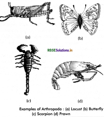 RBSE Class 11 Biology Important Questions Chapter 4 Animal Kingdom
