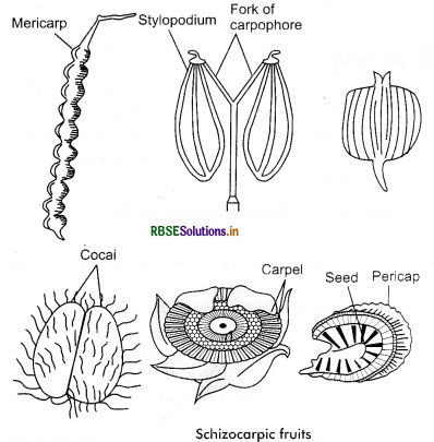 RBSE Class 11 Biology Important Questions Chapter 5 Morphology of Flowering Plants 10