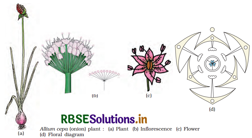 RBSE Class 11 Biology Important Questions Chapter 5 Morphology of Flowering Plants 16