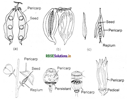 RBSE Class 11 Biology Important Questions Chapter 5 Morphology of Flowering Plants 8