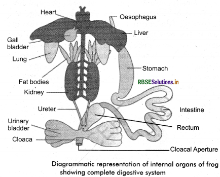 RBSE Class 11 Biology Important Questions Chapter 7 Structural Organisation in Animals 12
