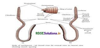 RBSE Class 11 Biology Important Questions Chapter 7 Structural Organisation in Animals 2