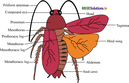 RBSE Class 11 Biology Important Questions Chapter 7 Structural Organisation in Animals 4