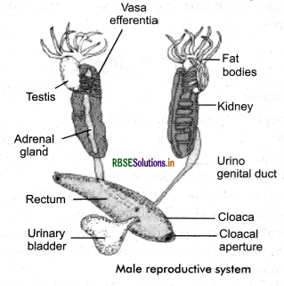 RBSE Class 11 Biology Important Questions Chapter 7 Structural Organisation  in Animals
