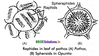 RBSE Class 11 Biology Important Questions Chapter 8 Cell: The Unit of Life 4