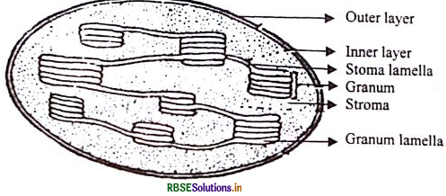 RBSE Class 11 Biology Important Questions Chapter 8 Cell: The Unit of Life 6