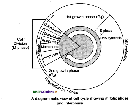 RBSE Class 11 Biology Important Questions Chapter 10 Cell Cycle and Cell Division 1