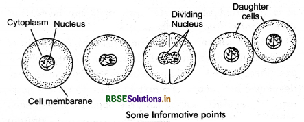 RBSE Class 11 Biology Important Questions Chapter 10 Cell Cycle and Cell Division 4
