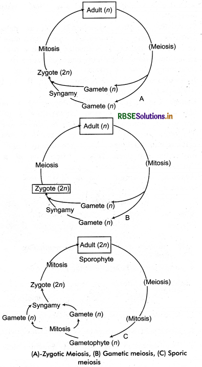 RBSE Class 11 Biology Important Questions Chapter 10 Cell Cycle and Cell Division 5