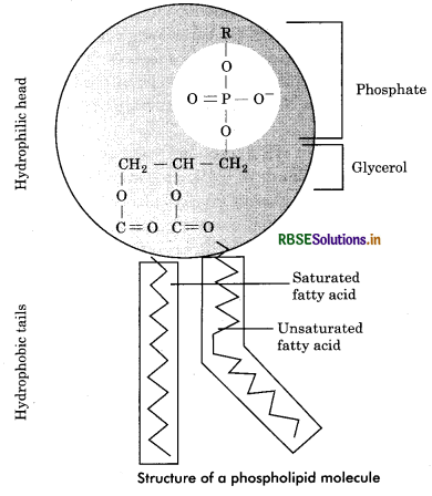RBSE Class 11 Biology Important Questions Chapter 9 Biomolecules 11