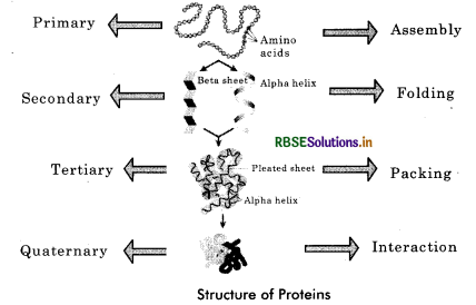 RBSE Class 11 Biology Important Questions Chapter 9 Biomolecules 13