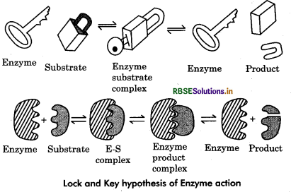 RBSE Class 11 Biology Important Questions Chapter 9 Biomolecules 1
