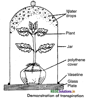 RBSE Class 11 Biology Important Questions Chapter 11 Transport in Plants 10