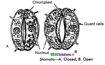 RBSE Class 11 Biology Important Questions Chapter 11 Transport in Plants 12