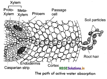 RBSE Class 11 Biology Important Questions Chapter 11 Transport in Plants 13