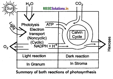 RBSE Class 11 Biology Important Questions Chapter 13 Photosynthesis in Higher Plants 12