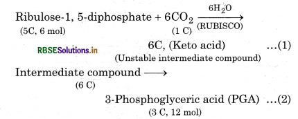 RBSE Class 11 Biology Important Questions Chapter 13 Photosynthesis in Higher Plants 15